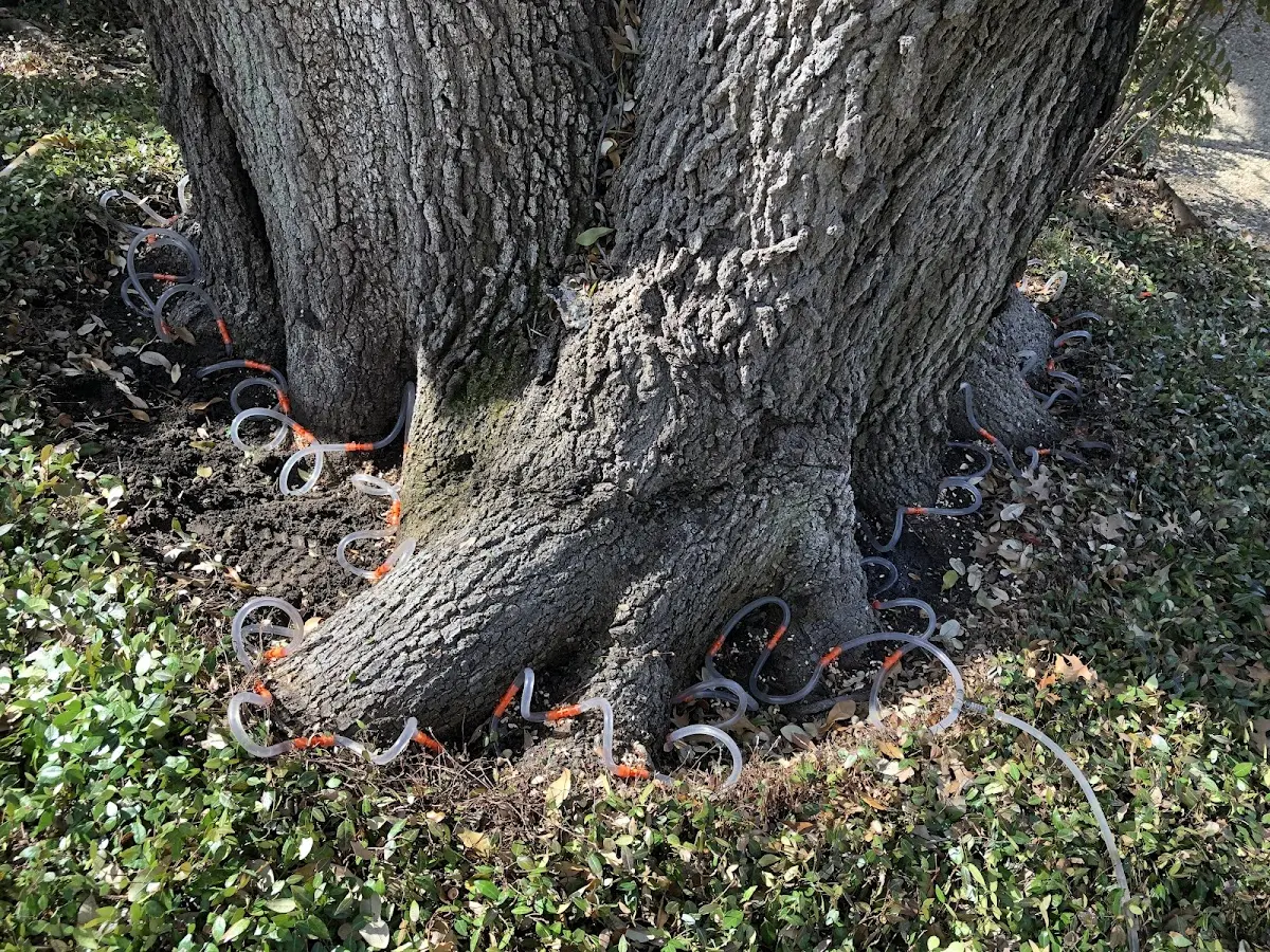 Detailed Tree Cabling and Bracing job site in Lodi